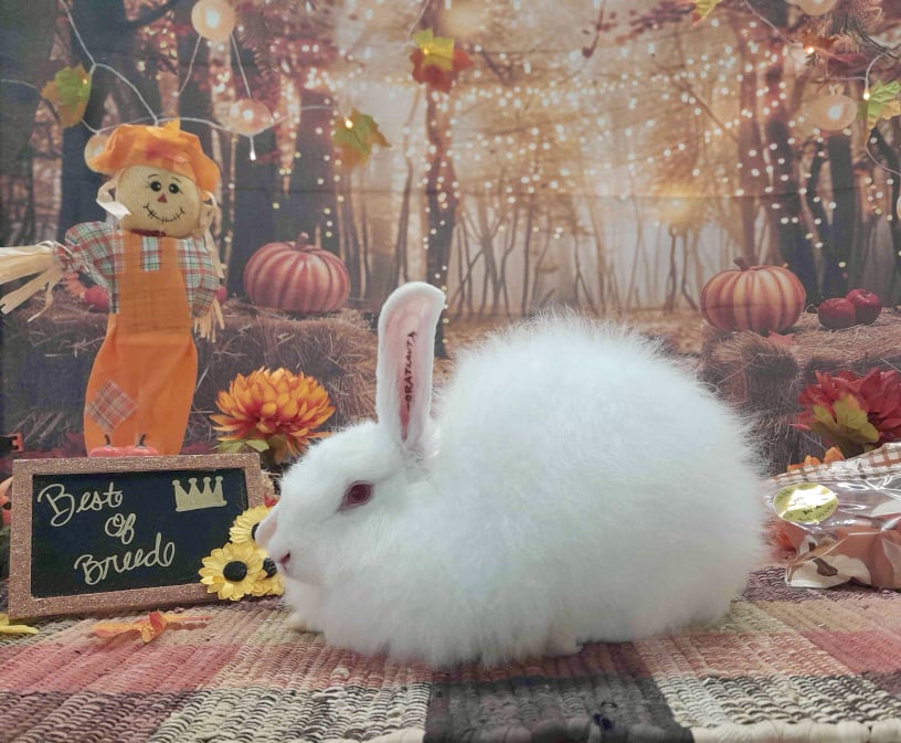 Toe River Rabbits Satin Angora