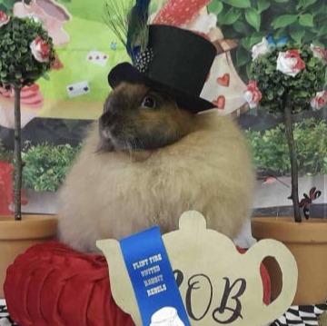 Toe River Rabbits Satin Angora