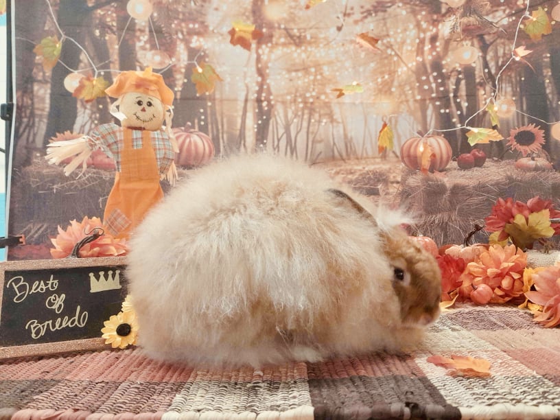 Toe River Rabbits Satin Angora