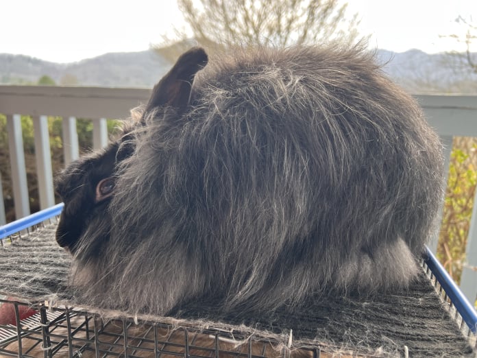 Toe River Rabbits Satin Angora